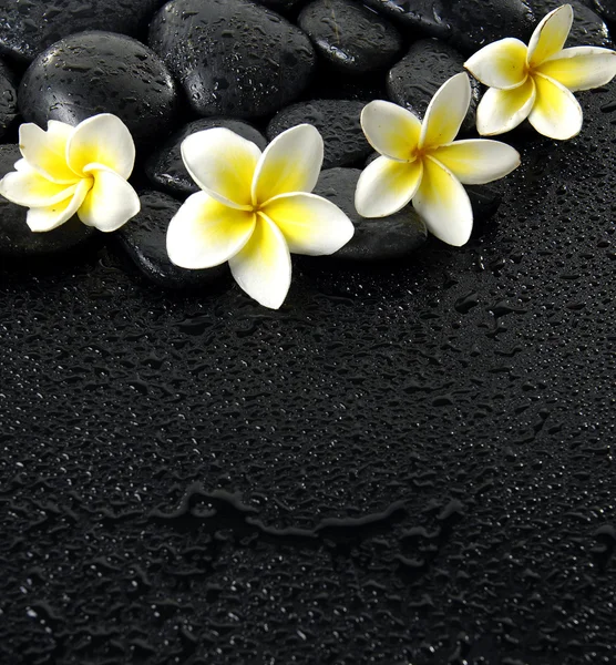 Frangipani on black peddles — Stock Photo, Image