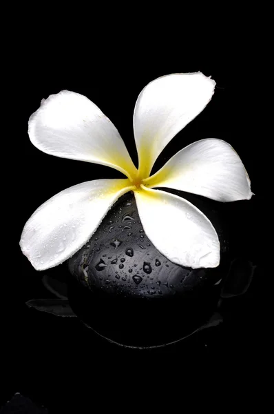 Flor frangipani en los pedales — Foto de Stock