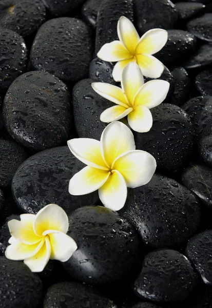 Flor frangipani en los pedales — Foto de Stock