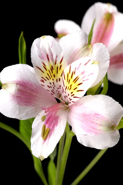 Rama de orquídeas violetas —  Fotos de Stock