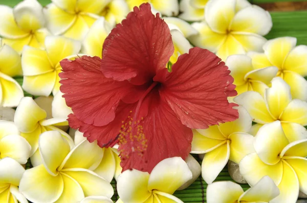 Hibiscus bloem op stapel van frangipani — Stockfoto