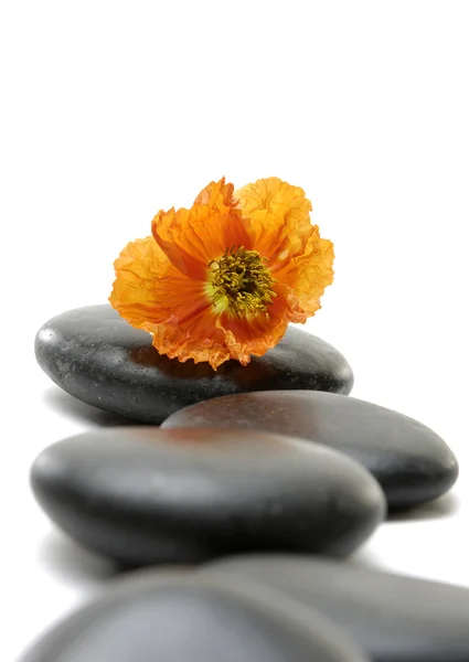 Kamienie i kwiaty — Zdjęcie stockowe