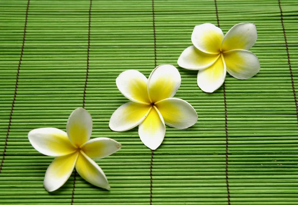 Frangipanis and zen stones — Stock Photo, Image