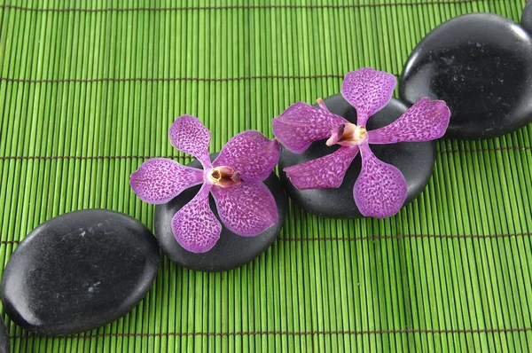 Sten med två orchid — Stockfoto