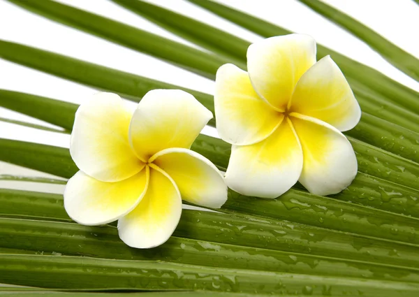 Frangipani on palm leaf — Stock Photo, Image