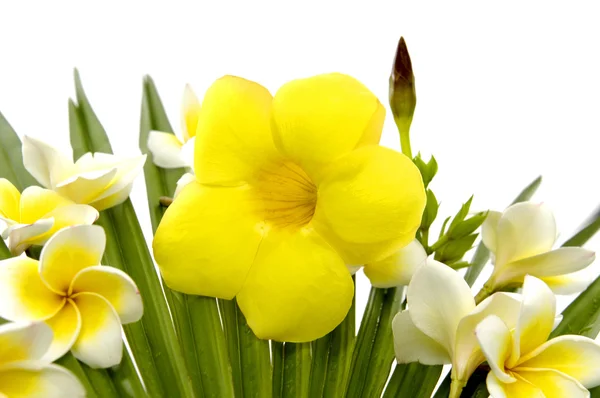 Frangipani med orkidé blommor — Stockfoto