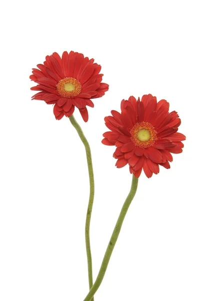 Röd gerbera — Stockfoto