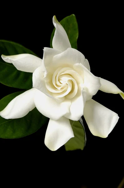 Gardenia flower — Stock Photo, Image