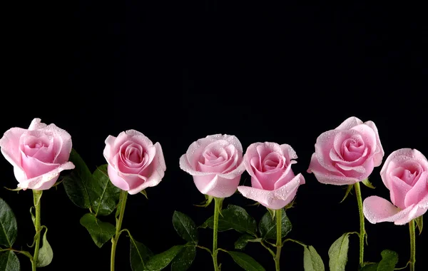 Pink rose — Stock Photo, Image