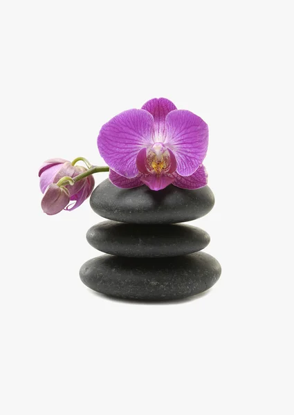 Roze orchid en stenen — Stockfoto