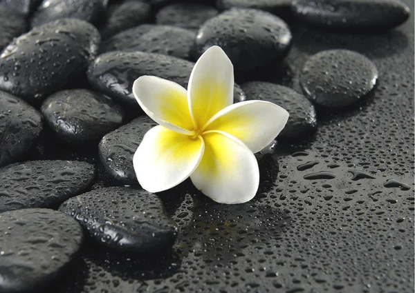 Frangipani Blume auf schwarzem Hausierer — Stockfoto