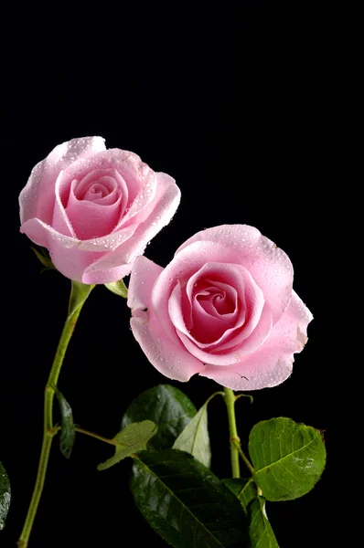 Pink rose — Stock Photo, Image