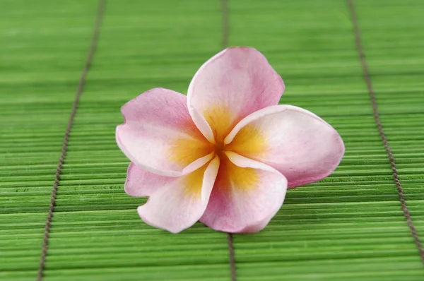 Flor de Frangipani — Fotografia de Stock