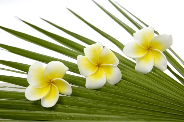 Frangipani auf Palmblatt — Stockfoto
