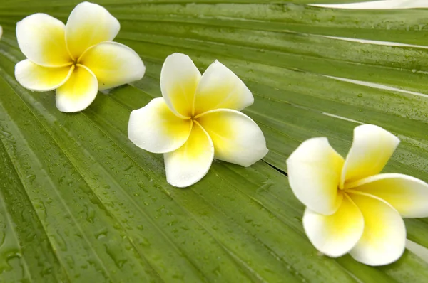 Frangipani on palm leaf — Stock Photo, Image