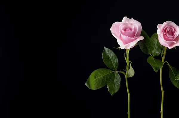 Pink rose — Stock Photo, Image