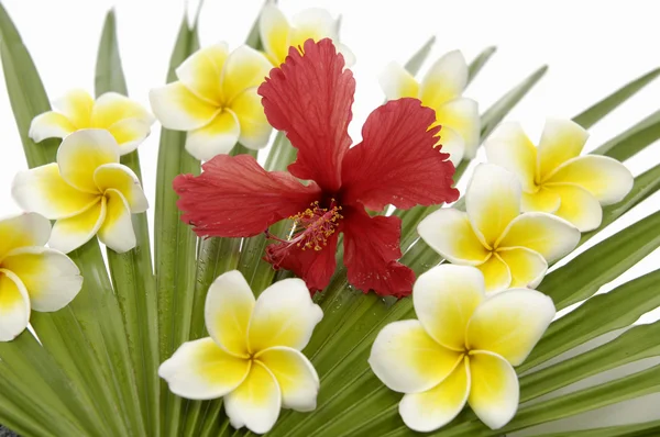 Muitos frangipani — Fotografia de Stock