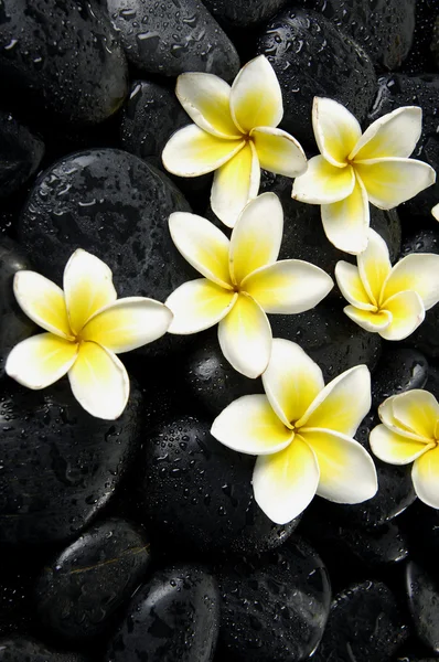 Frangipani en pedales negros húmedos — Foto de Stock