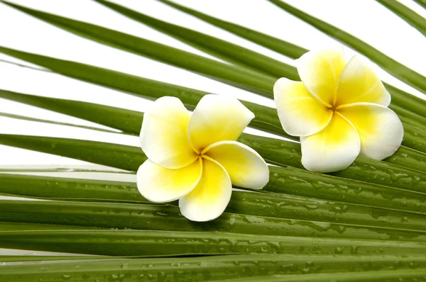 Frangipani op palm blad — Stockfoto