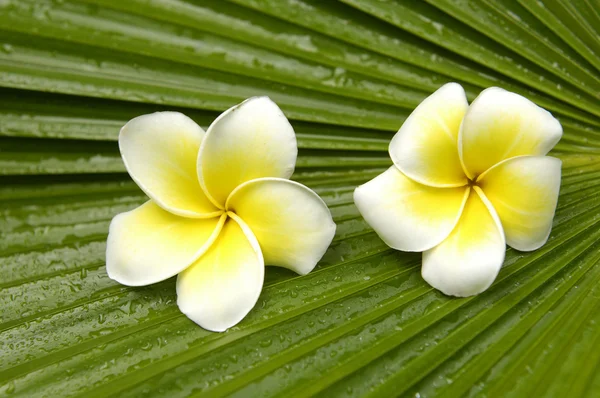 Frangipani on palm leaf — Stock Photo, Image