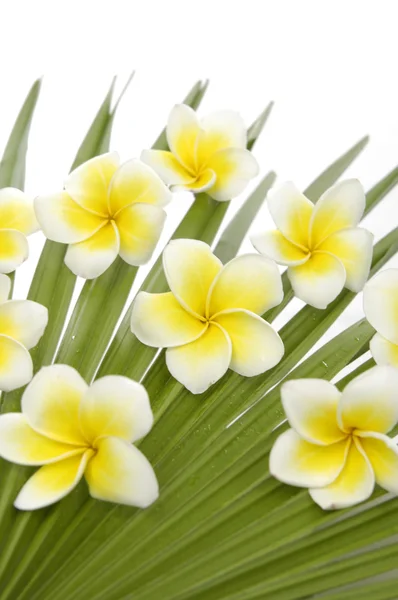 Frangipani with on palm leaf — Zdjęcie stockowe