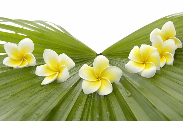 Frangipani with on palm leaf — Stock Photo, Image