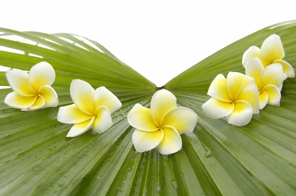 Frangipani med på palmblad — Stockfoto