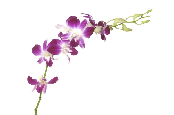 Orquídea rosa — Fotografia de Stock