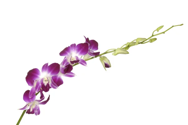 Orquídea rosa — Fotografia de Stock