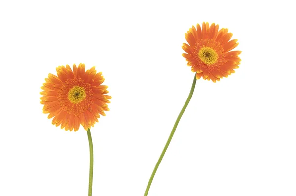 Gerbera. Flowers — Stock Photo, Image