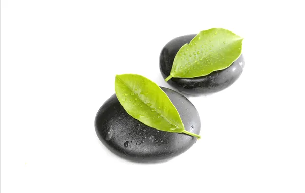 Hoja fresca con piedra zen — Foto de Stock