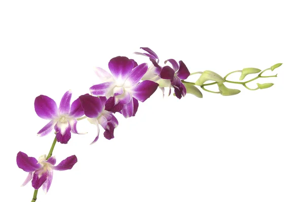 Orchideenblume — Stockfoto