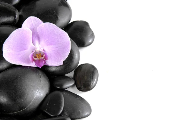 Orchidées sur des pierres de massage — Photo