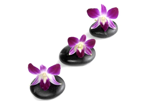 Taşlar üzerinde orkide çiçek — Stok fotoğraf