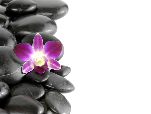 Orchid with stones — Stock Photo, Image