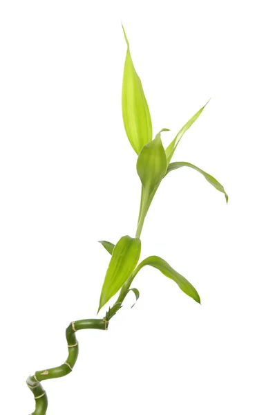 Green bamboo sprout — Stock Photo, Image