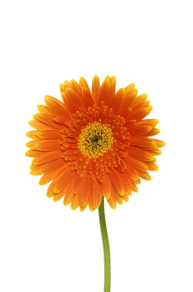 Gerbera — Stockfoto