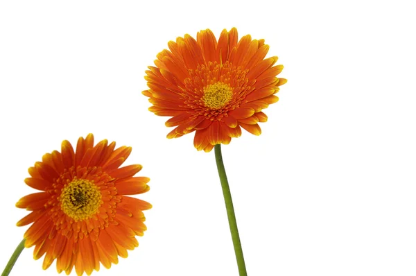 Gerbera — Stockfoto