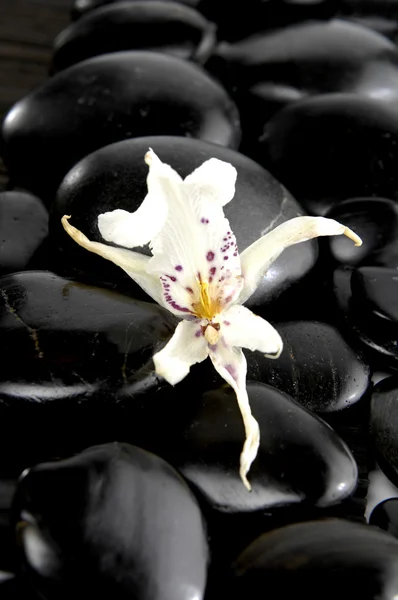 Orchidée blanche sur cailloux — Photo