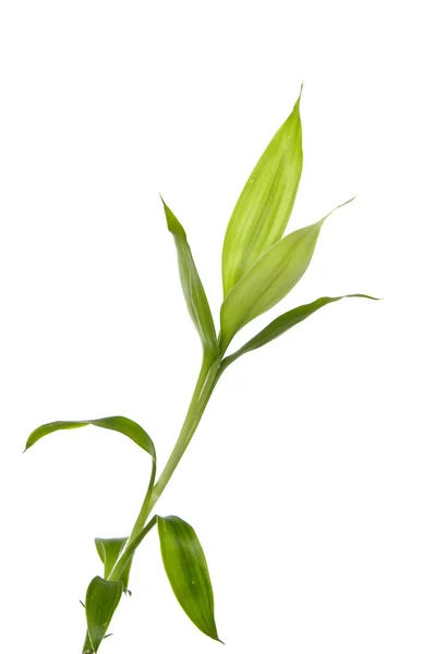 Bamboo leaves — Stock Photo, Image