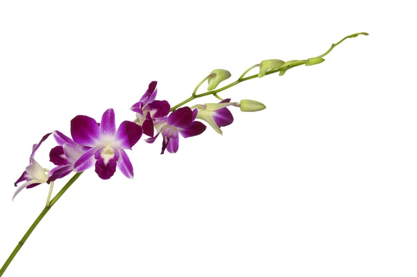 Orquídeas rosa — Fotografia de Stock