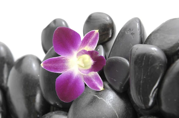 Orchid with pile stones — Stock Photo, Image