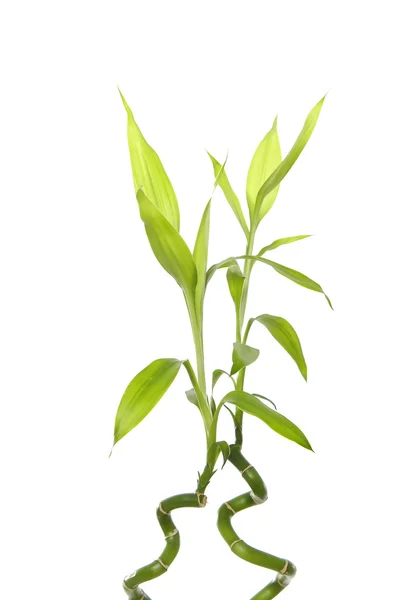 Grüner Bambuskeim — Stockfoto