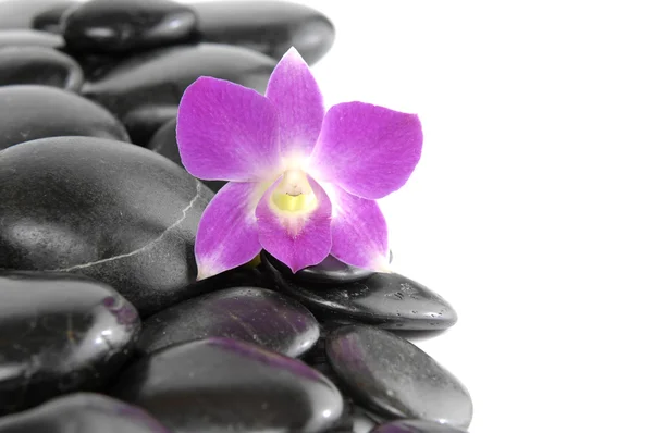 Schöne Orchidee mit Kieseln — Stockfoto