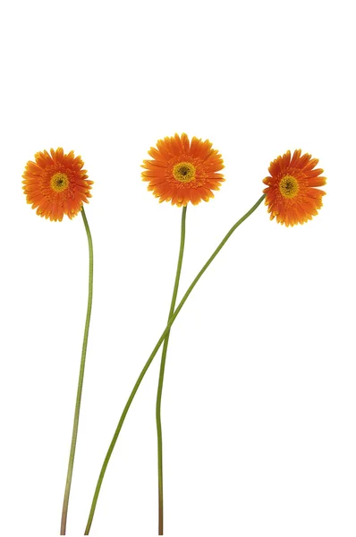 Gerbera — Stockfoto