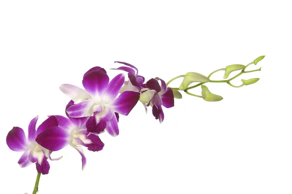 Růžová orchidej — Stock fotografie