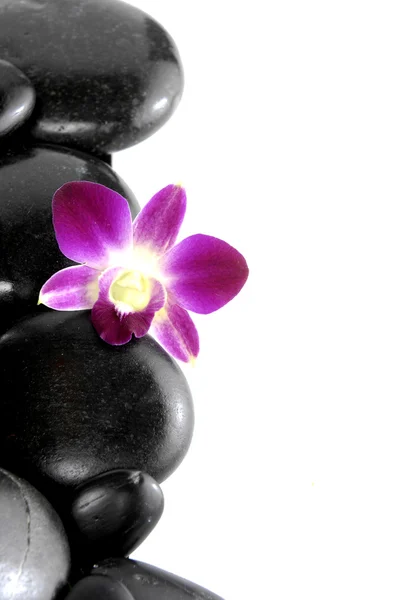 Orchid met steentjes — Stockfoto