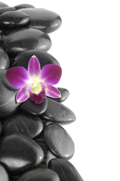 Beautiful orchid with pebbles — Stock Photo, Image