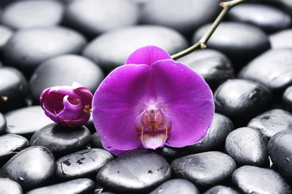 Belle orchidée avec cailloux — Photo