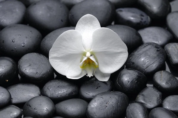 Beautiful orchid with pebbles — Stock Photo, Image
